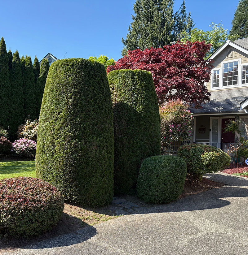 Pruning & shaping